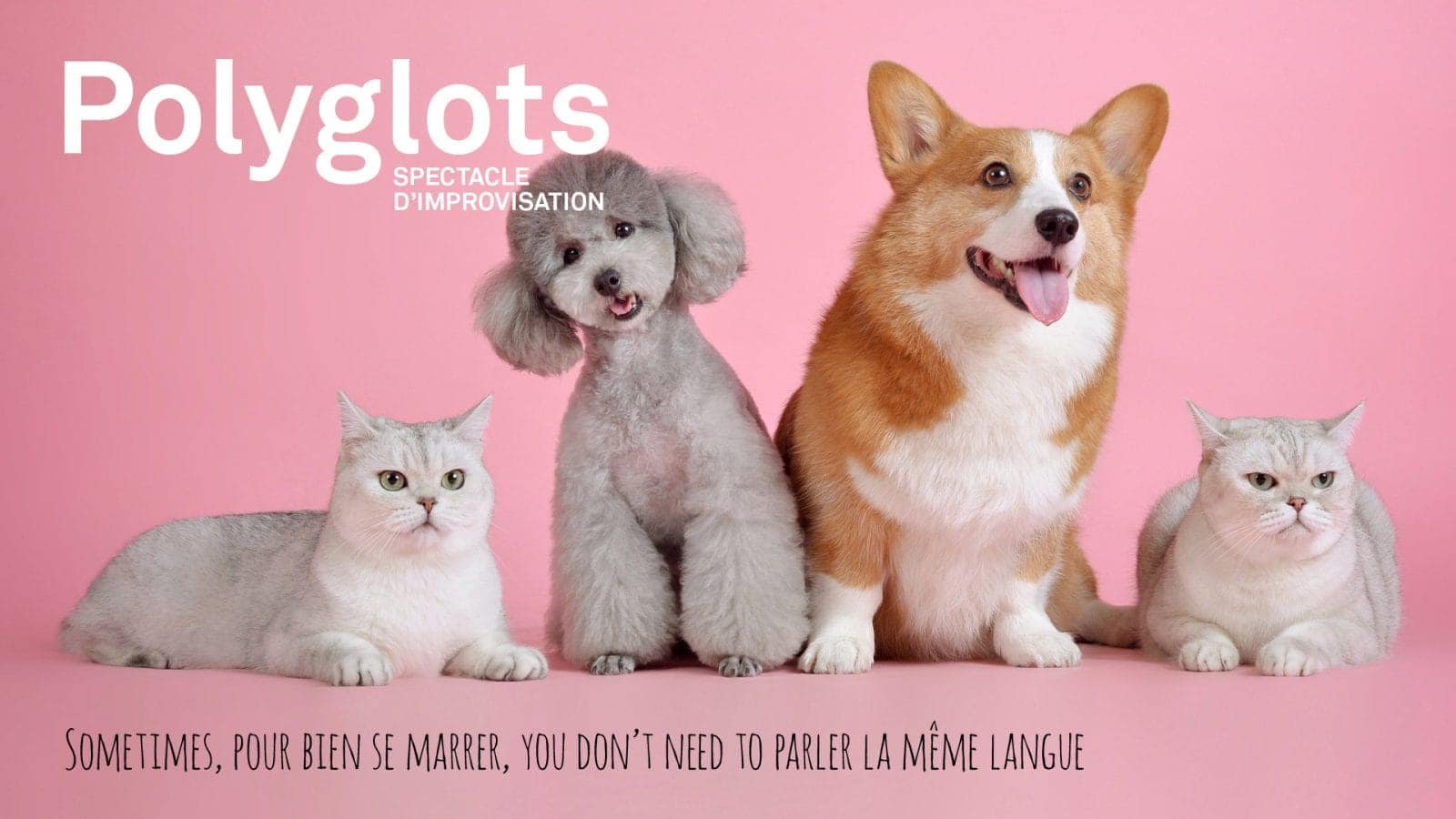 Polyglots: Multilingual improv comedy